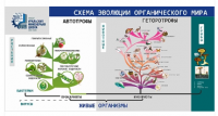 Стенд "Схема эволюции органического мира"