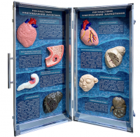 Учебно-демонстрационный кейс "Последствия употребления алкоголя и наркотиков"